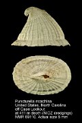 Puncturella noachina (2)